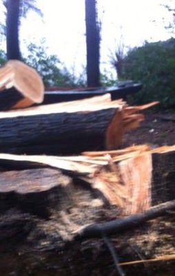 Sarıyer Belediyesi'nden ağaç katliamı!