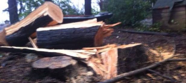 Sarıyer Belediyesi'nden ağaç katliamı!