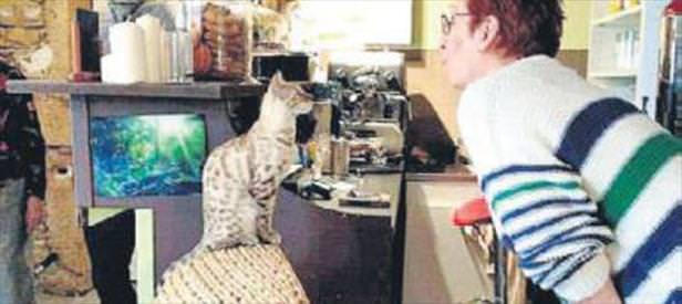 İsviçre’de kedi kafe açıldı