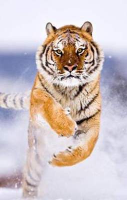 Kaplanların bilmediğiniz 21 özelliği