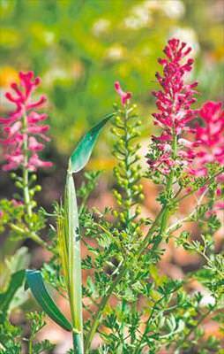 Ağrı kesici şahtere!