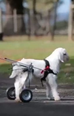 Minik kuzunun yürüyebilme sevinci