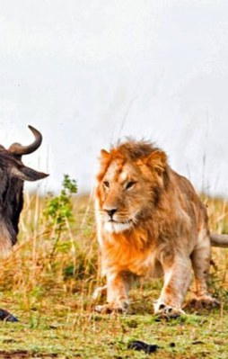 Vahşi doğadan inanılmaz anlar