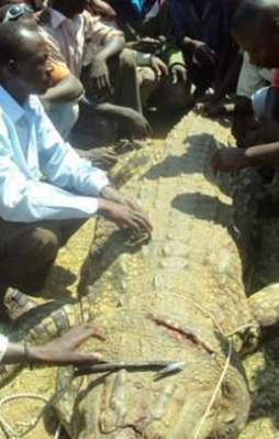 Dev timsahın midesinden bakın ne çıktı