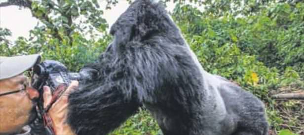 Kızgın goril fotoğrafçıya saldırdı