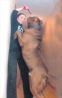 Dünyanın en büyük pitbull'u