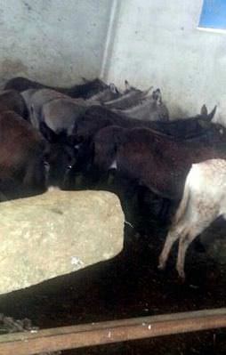 Adana'da eşek eti operasyonu