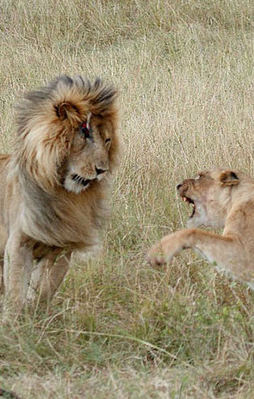 Kralların korkunç kavgası!