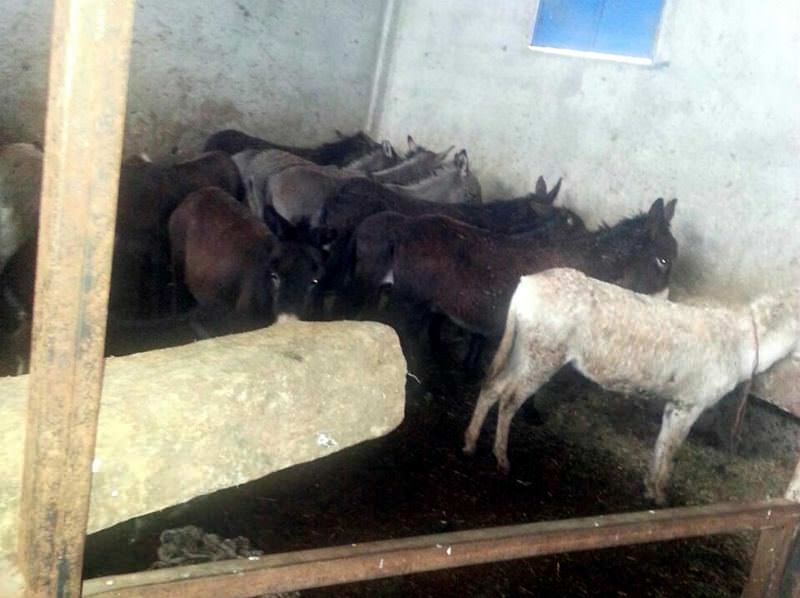 Adana'da eşek eti operasyonu