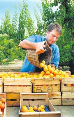 Kar mahsulu bollaştıracak