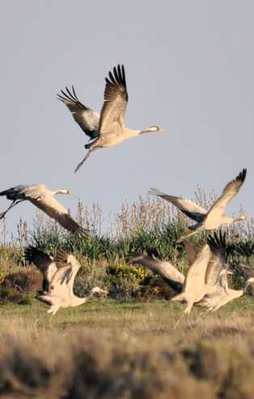 'Turnalar hep uçsun projesi'