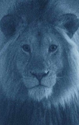 Onlar gecelerin avcıları