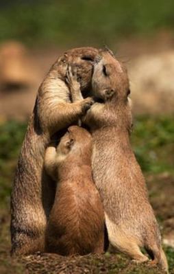 Hayvanlar aleminin sevgi dolu kareleri