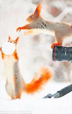 Sincapların kartopu keyfi