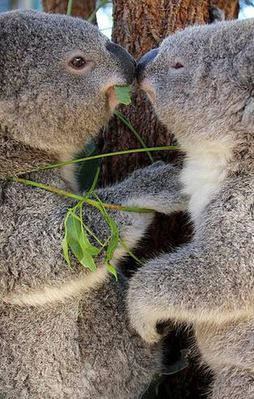 Avustralya'da koala katliamı