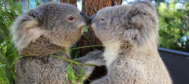 Avustralya’da koala katliamı