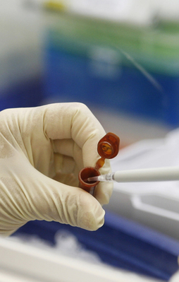 Manisa'da 3 domuz gribi vakası!