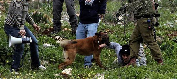 İsrail köpekli işkenceyi geçici olarak durdurdu