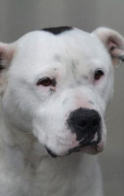 "Köpek öldürme" suçuna hapis cezası!