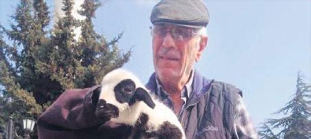 Babasının kuzusu