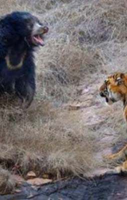 Ayı ile kaplanın inanılmaz kapışması