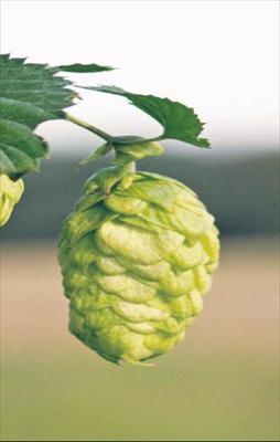 Baklayı bırak şerbetci otuna bak!