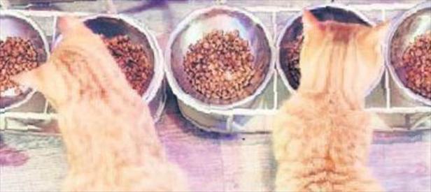 Tayland’ın kedi kafesi: Caturday