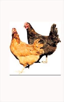 Laboratuvarda üretilen ilk tavuk