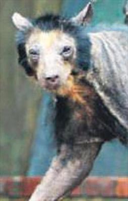 Tüysüz Ayı şaşırtı!