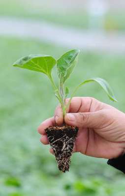 "İsrail tohumu algısı oluşturuluyor"