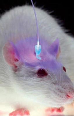 Beyne cinsiyet değişikliği!