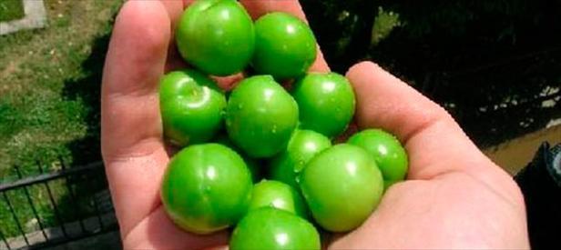 1 kilo erik 120 lira