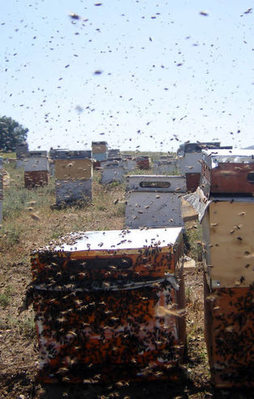 Arıcıları umutlandıran haber