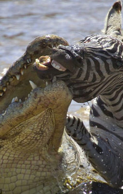 Timsahtan inanılmaz pusu!