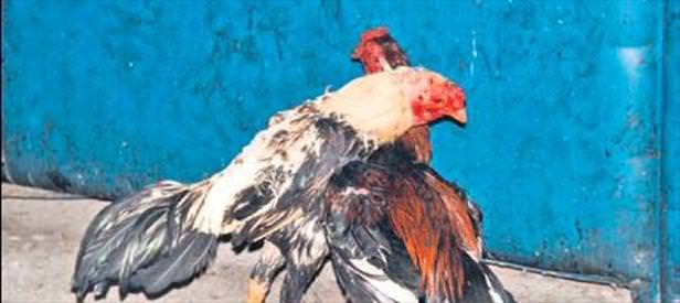 Horoz kumarı