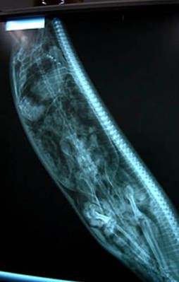 Dev piton adamı böyle yuttu!