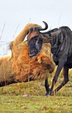 Sadece 60 saniye sürdü!