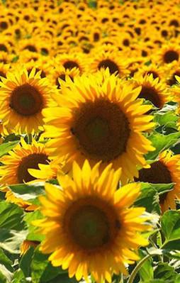 Elektrik üretiminde de kullanılacak