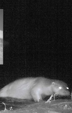 Küre Dağları'nda ilk defa görüntülendi