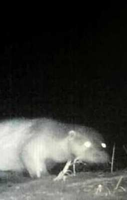 Küre dağlarında ilk kez su samuru görüntülendi