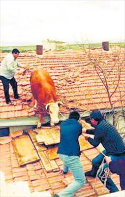 İnek nerde çatıya çıktı