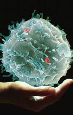 Kök hücre mucizesi