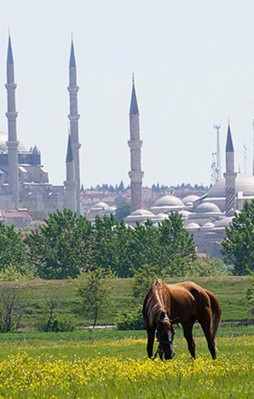 Başıboş atlara 5 bin lira maaşlı çoban