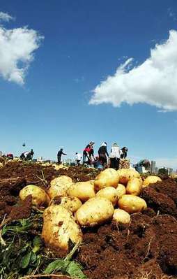 Hükümet 'patates' için düğmeye bastı
