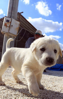 Onun için 5 ay beklemeniz gerekiyor