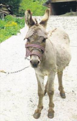 Huysuz eşek!