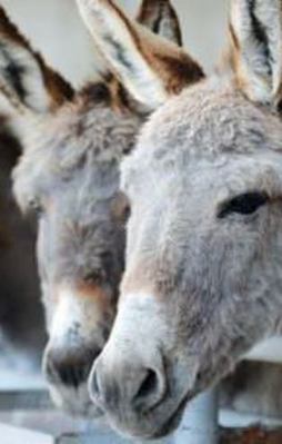 Başlıyor! 100 gramı 200 TL’den satılacak