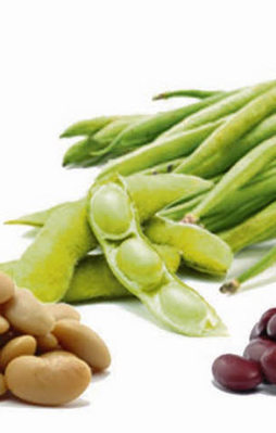 Sera dışı "ilk" fasulye