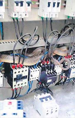 2 metrelik yılan trafoda