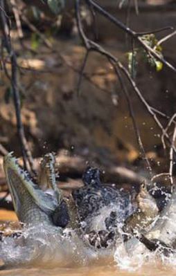 Timsahı öyle bir pusuya düşürdü ki...